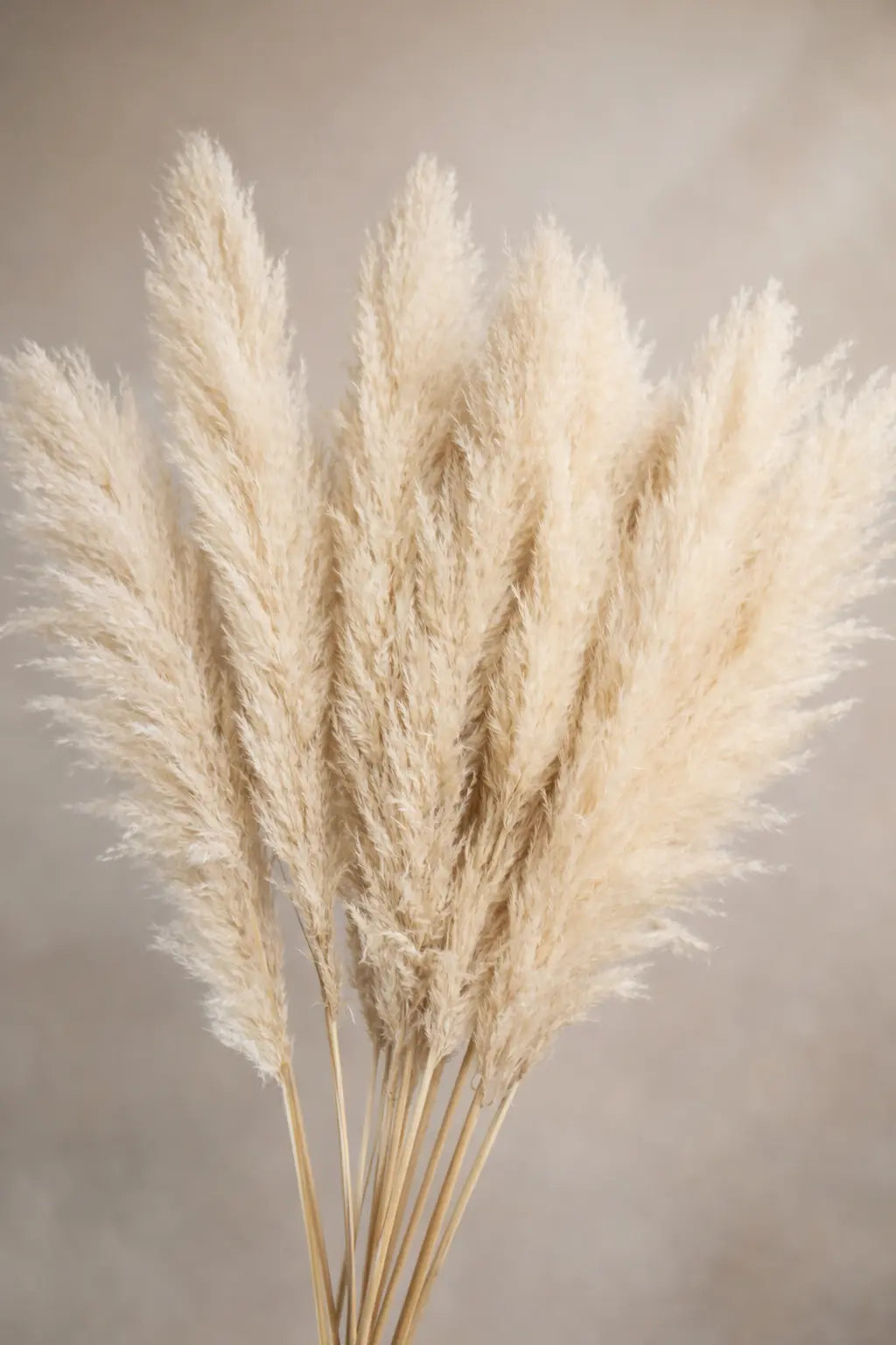 Tiges de la Pampa « Fluffy »