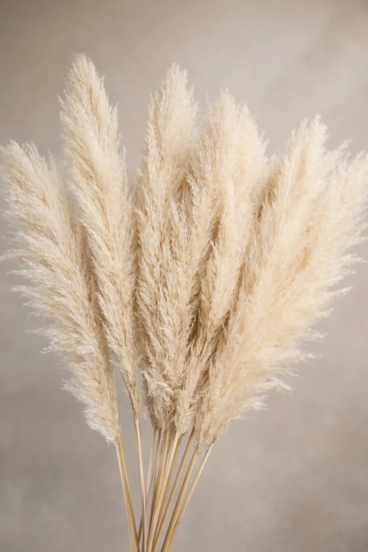 Tiges de la Pampa « Fluffy »